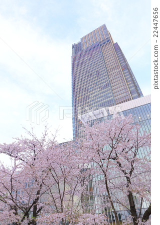 Cherry blossoms and skyscrapers and blue sky 22447656