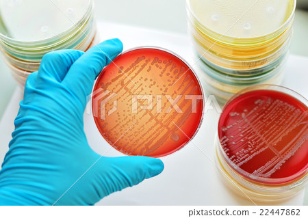 Bacteria culture Bacteria culture 22447862