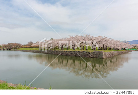 Hakodate: Hori and cherry tree at Goryokaku Park Hakodate: Hori and cherry tree at Goryokaku Park 22447895