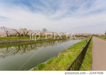 Hakodate: Hori and cherry tree at Goryokaku Park 2 22447896