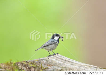 Higarara與巢材料 22448141