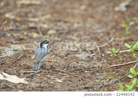 Higarara with nest material 22448142