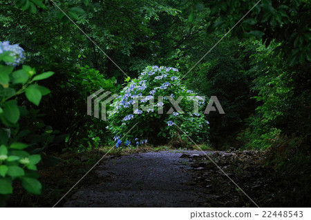 繡球 繡球 22448543