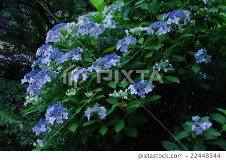 繡球 繡球 22448544