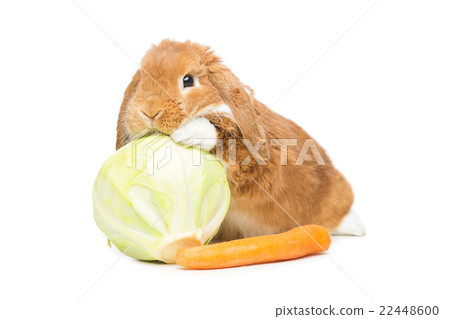 Beautiful domestic rabbit 22448600