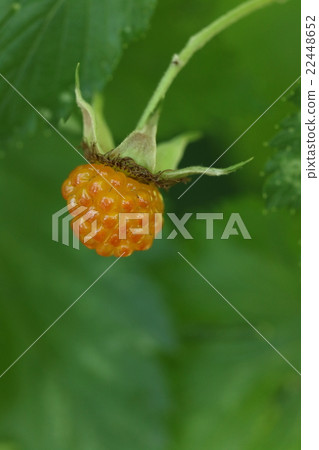 Natural plant Kajiito, glossy orange orange. Flowers bloom early in April and can be eaten in the middle of May 22448652