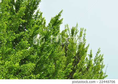 The trees that sprout fresh green 22448706