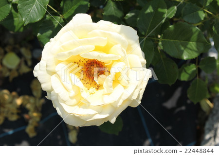 Rose / Diamond · Jubilee Rose / Diamond · Jubilee 22448844