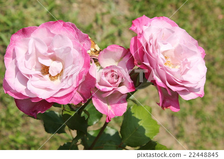 Roses / Lilac Beauty Roses / Lilac Beauty 22448845