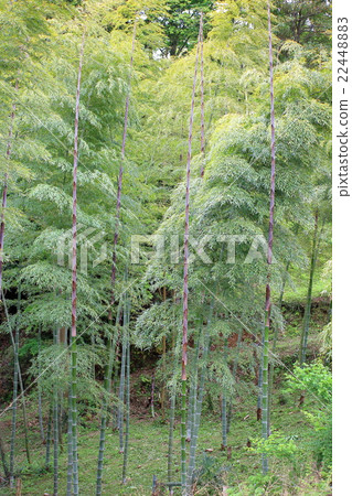 Bamboo forest Bamboo forest 22448883