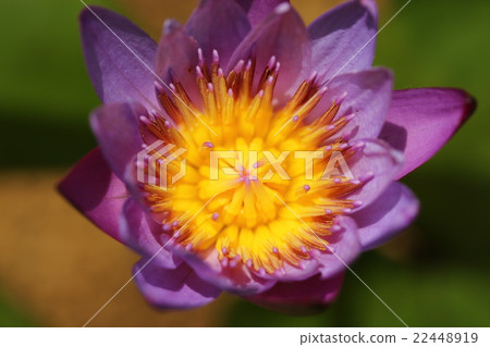 睡蓮/皇家紫色 22448919