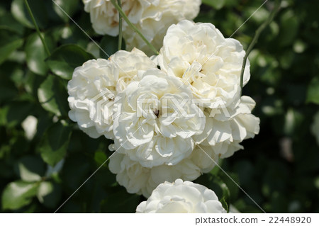 玫瑰/白色Maidyland 玫瑰/白色Maidyland 22448920