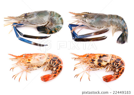 Giant freshwater prawn, Fresh shrimp Giant freshwater prawn, Fresh shrimp 22449183
