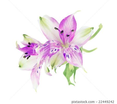 Magenta Alstroemeria flowers 22449242