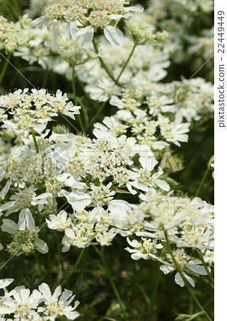 Orlaya·White Race Orlaya·White Race 22449449