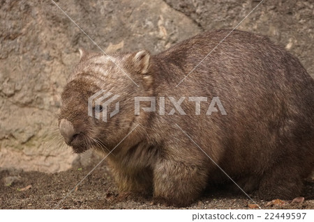 Common won bat 22449597