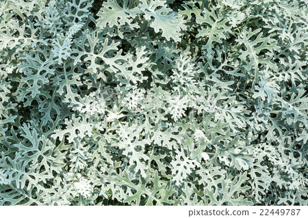 dusty miller 22449787