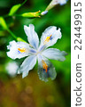 Shaga 22449915