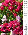 rose	 22449917