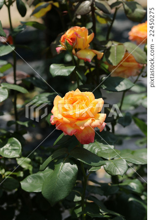 Rose / Philippe Noire Rose / Philippe Noire 22450275