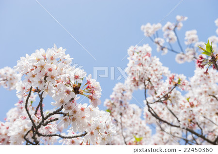 Cherry blossoms and blue sky 22450360