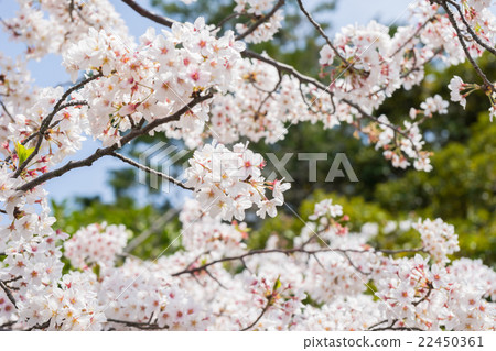 Cherry Blossom	 22450361