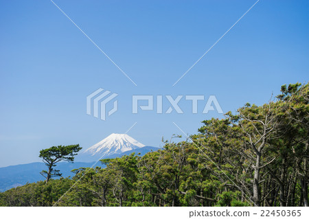 Senbon Matsubara和Mt. Fuji 22450365