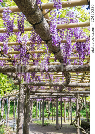  紫藤花 22450386