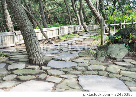 沼津神社的散步 沼津神社的散步 22450393