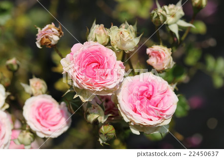 Rose / Mimi Eden 22450637