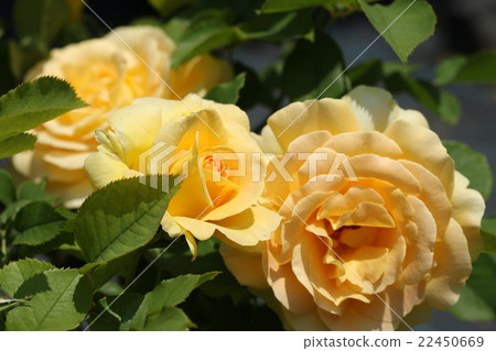 玫瑰 蜂蜜花束 照片素材 圖片 圖庫