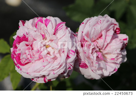 Roses / Valigierata di Bologna 22450673