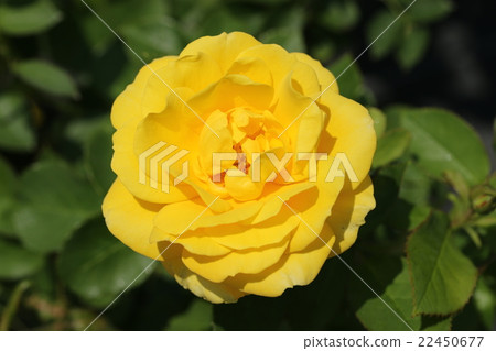 玫瑰/伊豆的舞者 22450677