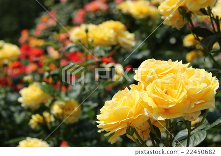 玫瑰/米開朗基羅 22450682