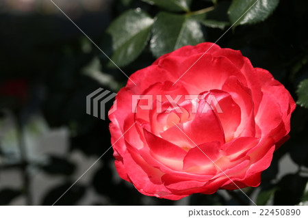 Roses / Nostalgy 22450890