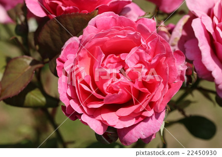 玫瑰/活著 22450930