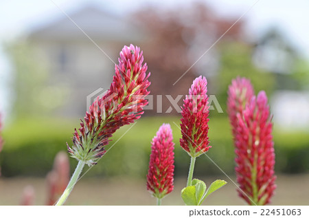 Strawberry candle 22451063