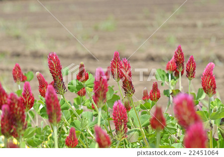 Strawberry candle 22451064