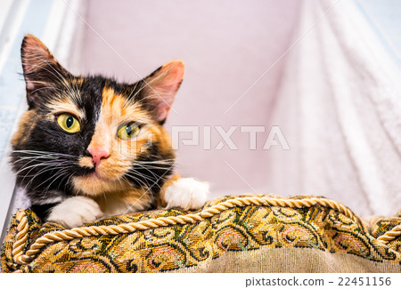 Cute cat lying on pillow Cute cat lying on pillow 22451156