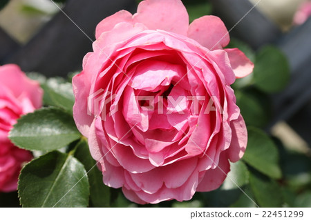 Rose / Leonardo da Vinci 22451299