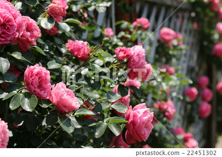 Rose / Leonardo da Vinci 22451302