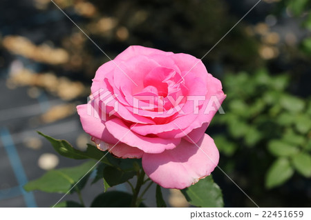 Rose / Princess Margaret 22451659