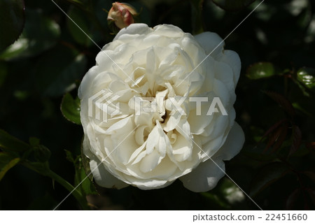 Rose / Summer Memories Rose / Summer Memories 22451660