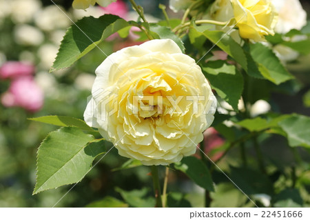 Roses / fantasies Roses / fantasies 22451666