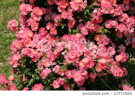 Rose / Hanami River 22451668