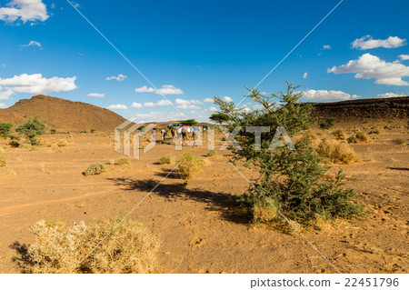 tree in the Sahara desert 22451796