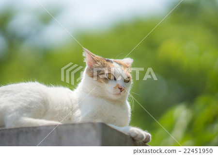 初夏的Miketchi 22451950