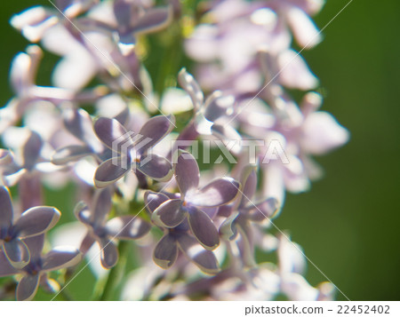 丁香特寫鏡頭 22452402