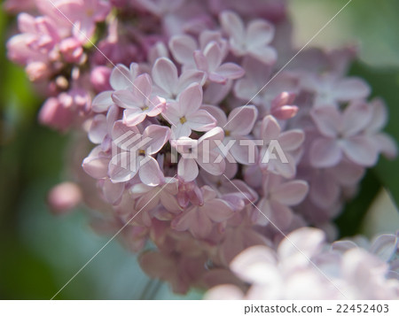 粉紅色的丁香 粉紅色的丁香 22452403