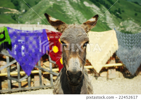 mountain ass close-up 22452617